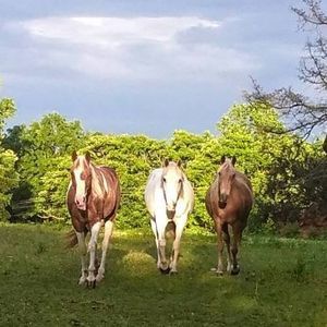 Meet your Posher, Bobbie jo